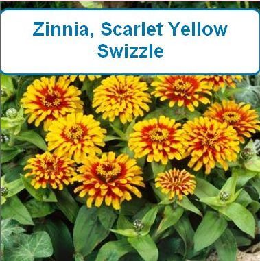 Zinnia, Swizzle Scarlet Yellow