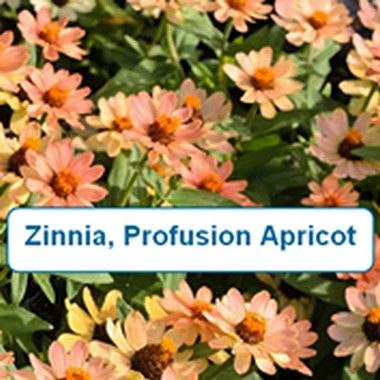 Zinnia, Profusion Apricot