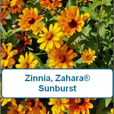 Zinnia, Zahara Sunburst