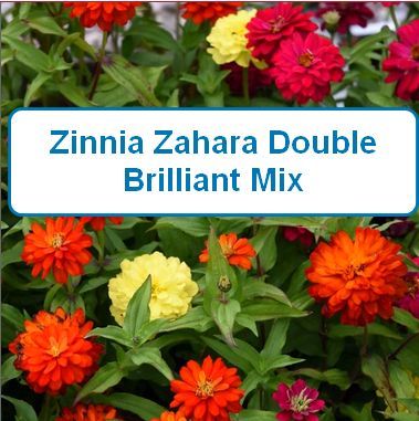 Zinnia, Zahara Double Brilliant