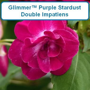 Impatiens Double, Glimmer® Purple Stardust