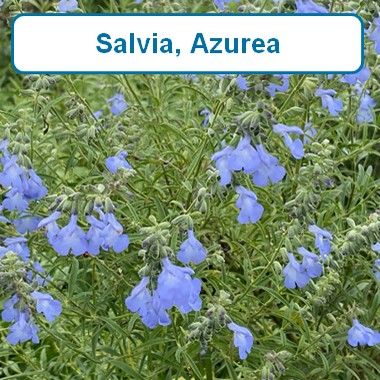 Salvia, Azurea Blue