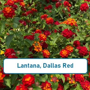 Lantana, Dallas Red