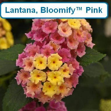 Lantana, Bloomify Pink