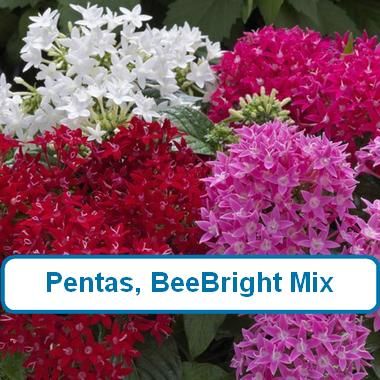 Pentas, BeeBright Mix