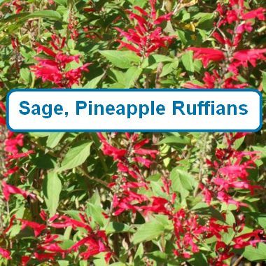Sage, Pineapple Ruffians