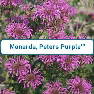 Bee Balm, Peters Purple