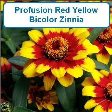 Zinnia, Profusion Red-Yellow Bicolor