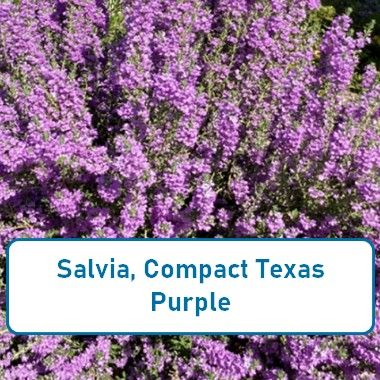 Salvia, Compact Texas Purple