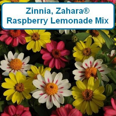 Zinnia, Zahara Mix Raspberry Lemonade
