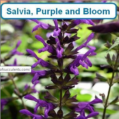 Salvia, Purple and Bloom