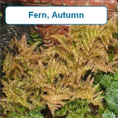 Fern