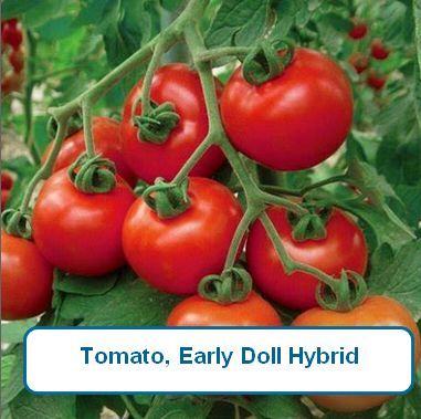 Tomato, Early Doll Hybrid