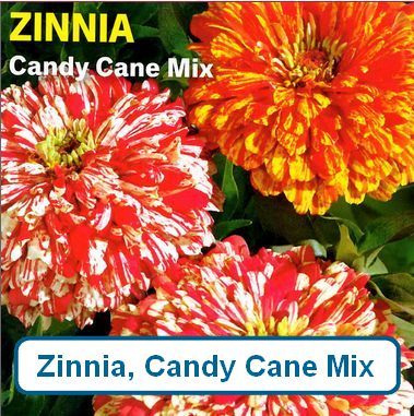 Zinnia, Candy Cane Mix