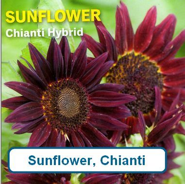 Sunflower, Chianti