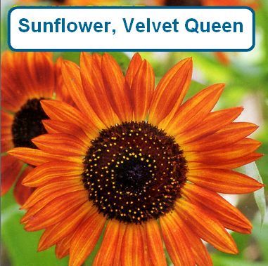 Sunflower, Velvet Queen