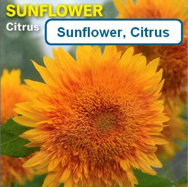 Sunflower, Citrus