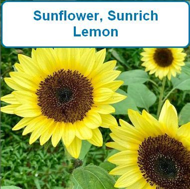 Sunflower, Sunrich Lemon