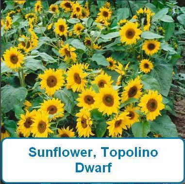 Sunflower, Topolino(dwarf)
