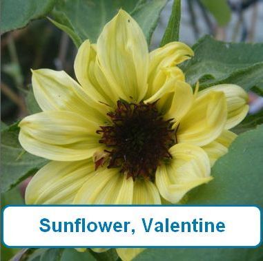 Sunflower, Valentine