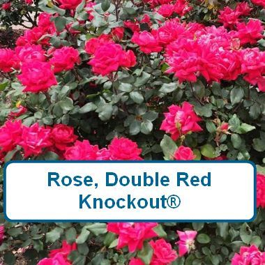 Rose, Double Knockout, Red