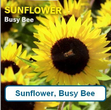 Sunflower, Busy Bee