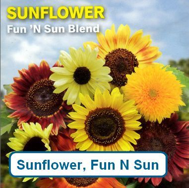 Sunflower, Fun N Sun