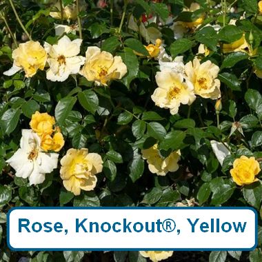 Rose, Knockout-Yellow