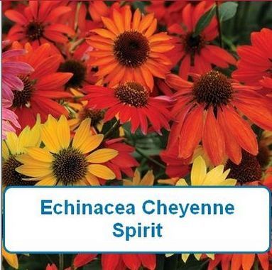 Coneflower, Cheyenne Spirit (echinacea)