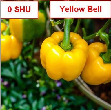 Pepper, Bell Yellow