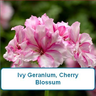 Ivy Geranium, Cherry Blossom