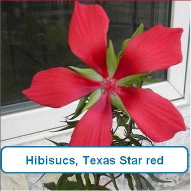 Hibiscus, Texas Star Red