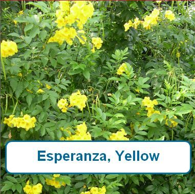 Esperanza, Yellow
