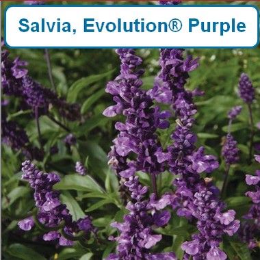 Salvia, Evolution® Purple