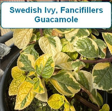 Ivy, Swedish Fancifillers Guacamole
