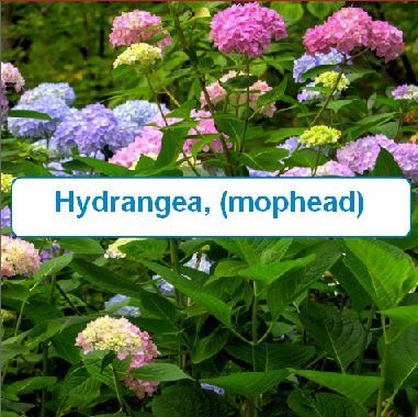 Hydrangea, (mophead)