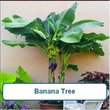 Banana Tree-G1