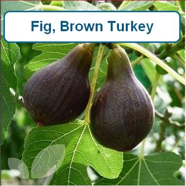 Fig, Brown Turkey-G3