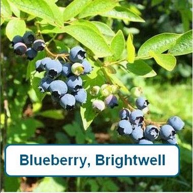 Blueberry, Brightwell-G1