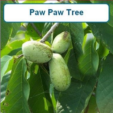 Pawpaw Tree-G1