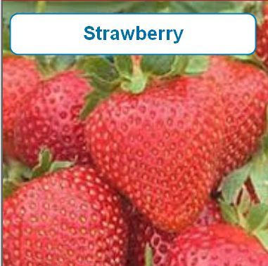 Strawberry-Pt