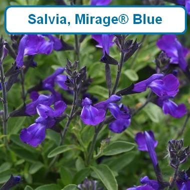 Salvia, Mirage® Blue-Qt