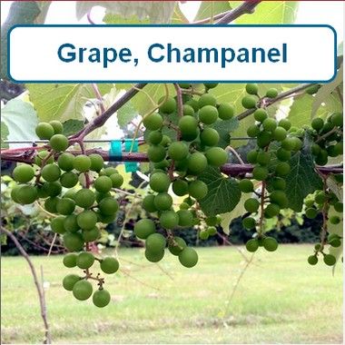 Grape, Champanel-G1