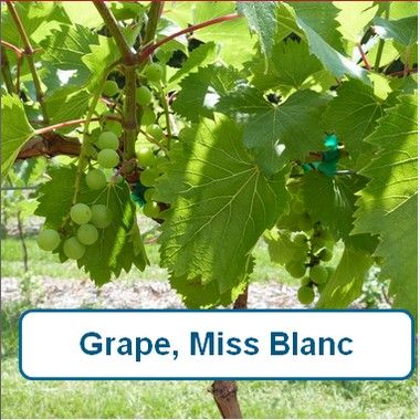 Grape, Miss Blanc-G1
