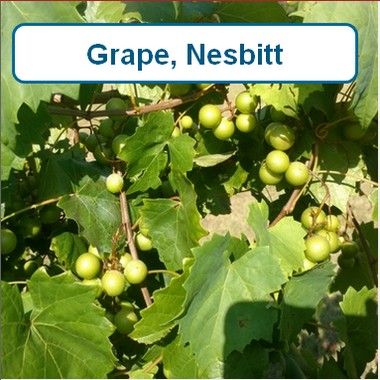 Grape, Nesbitt-G1