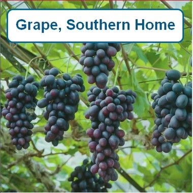 Grape, Southern Home-G1