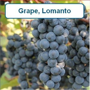 Grape, Lomanto-G1