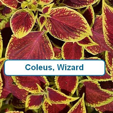 Coleus, Wizard