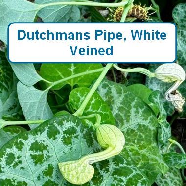 Pipevine-Pt