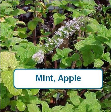 Mint, Apple-Qt